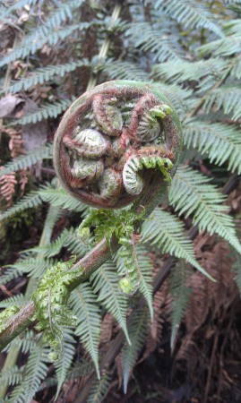 De koru  ook al eens gezien in NZ